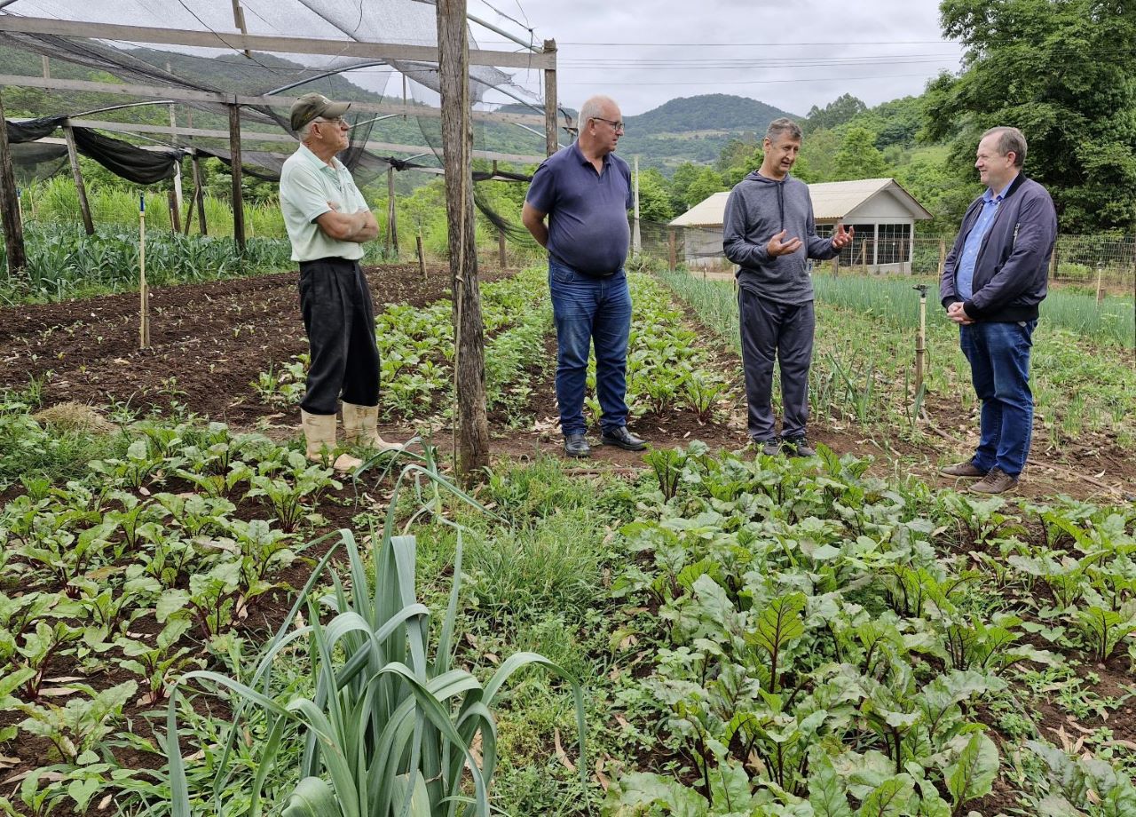 Produtor de hortigranjeiros investe em Arroio do Meio