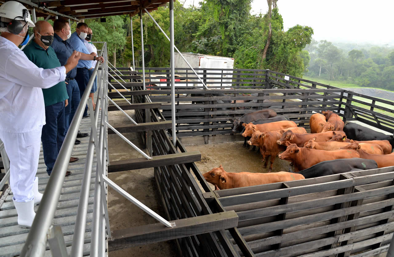 Bovinocultura de corte: Languiru habilitada para comercialização em todo Estado