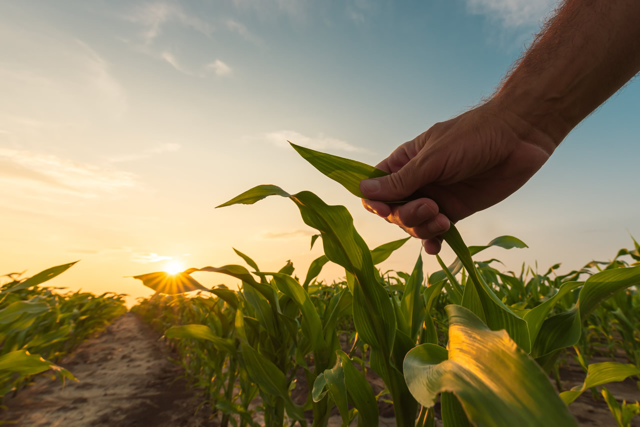Sicredi fortalece o compromisso com a agricultura familiar