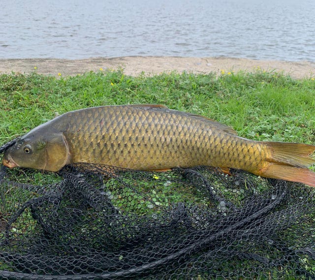 Sábado tem Feira de Peixe Vivo em Arroio Grande