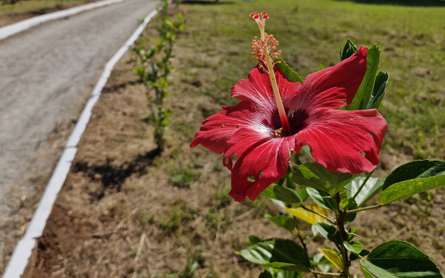 FLOR SÍMBOLO DO MUNICÍPIO: Estudantes dos 3º e 4º anos são convidados a criar nome e slogan para projeto de valorização do hibisco