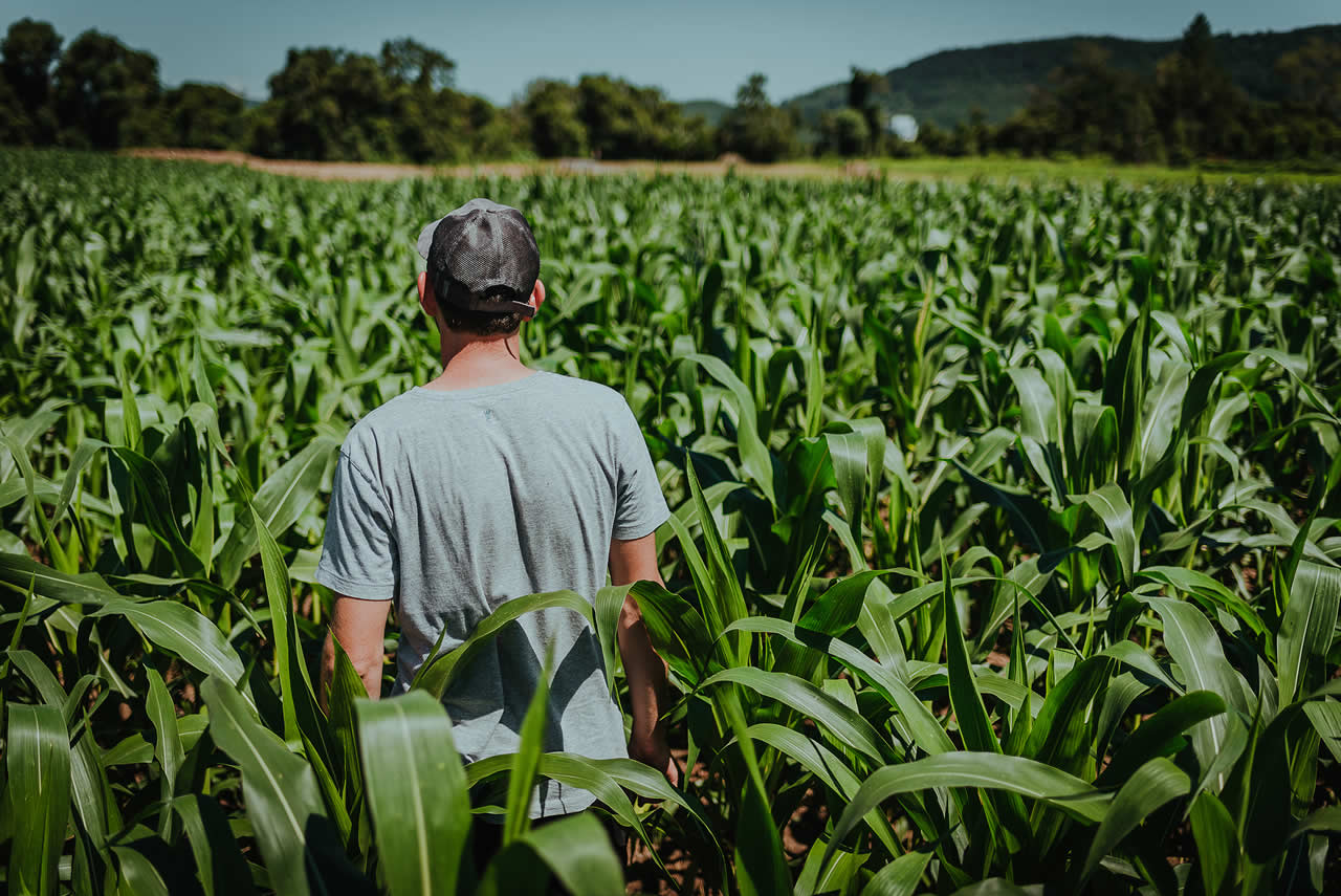 Sicredi tem aumento de 53% no financiamento a pequenos agricultores nos três primeiros meses de Plano Safra